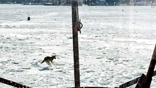 A lone coyote running across the frozen waters of the Boston Bay